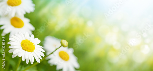 Spring chamomile flowers field. Sunny summer field
