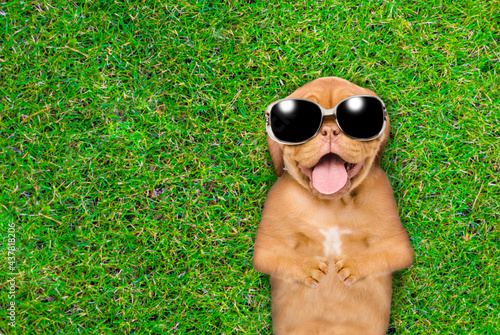 Joyful Mastiff puppy wearing sunglasses lies on its back on summer green grass. Top down view. Empty space for text © Ermolaev Alexandr