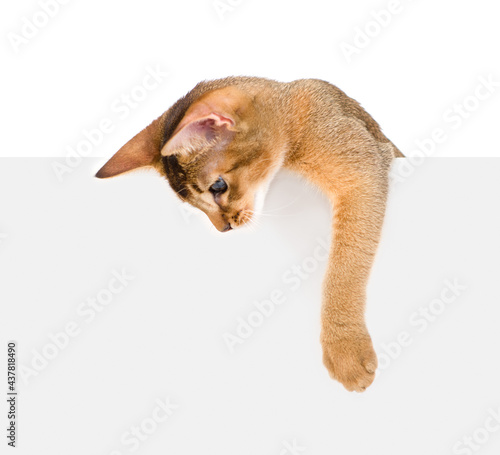 Playful Abyssinian young cat looks down above empty white banner. Isolated on white background