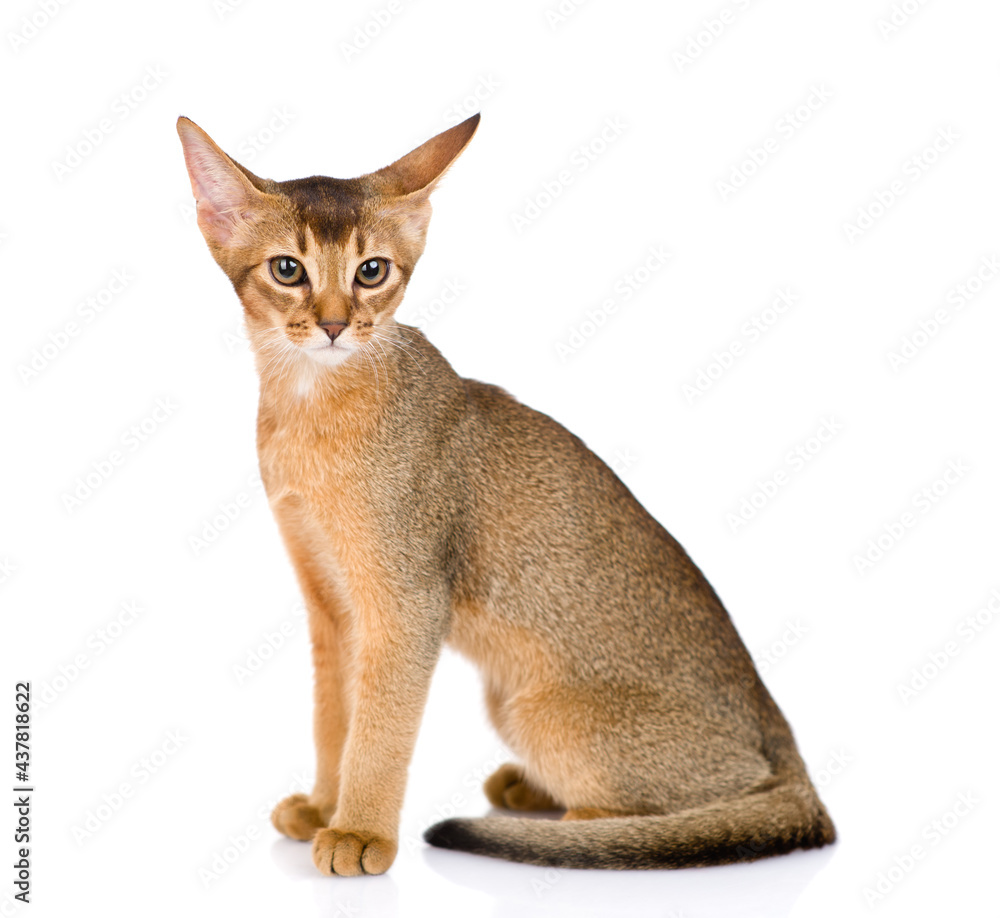 Young Abyssinian young cat sits in sidet view. Isolated on white background Young Abyssinian young cat sits in sidet view. Isolated on white background