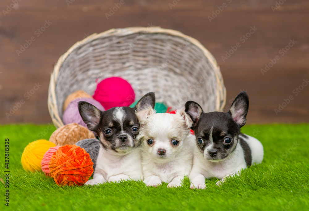 Three cute chihuahua puppies lying together with a ball of wool on green summer grass Three cute chihuahua puppies lying together with a ball of wool on green summer grass