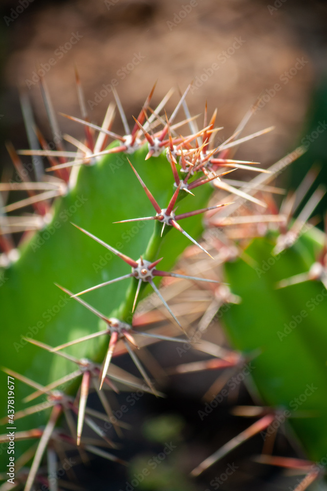 Macro photography of cactus in the garden in the sun as a cactus stem to decorate with blooming flowers for home decoration, room decoration, decoration for natural freshness and beauty. Macro photography of cactus in the garden in the sun as a cactus stem to decorate with blooming flowers for home decoration, room decoration, decoration for natural freshness and beauty.