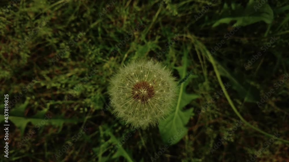 Close-up shot of the Dandelion in nature. Wildflower at spring. Close-up shot of the Dandelion in nature. Wildflower at spring.