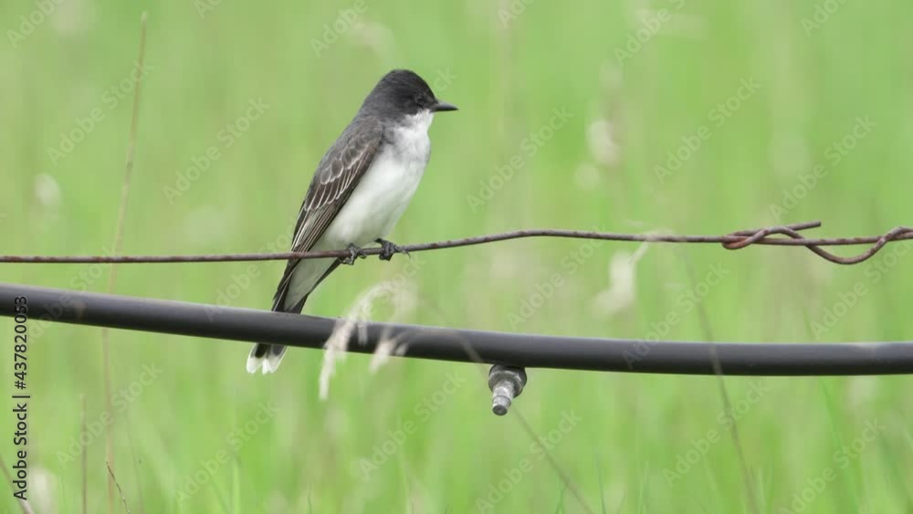 Eastern Kingbird perched on a wire with irrigation tube in view Eastern Kingbird perched on a wire with irrigation tube in view