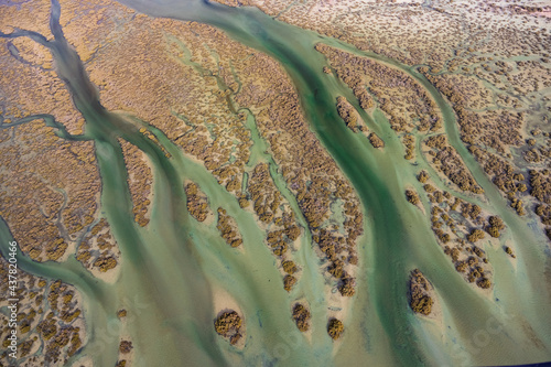 Water Tree near Monkey Mia in Western Australia photo