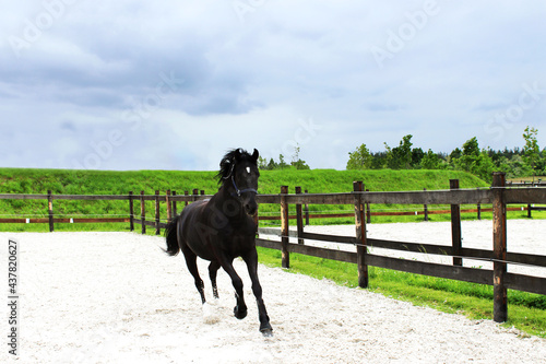 Black horse is running on a paddock. Animals, dressage concept.
