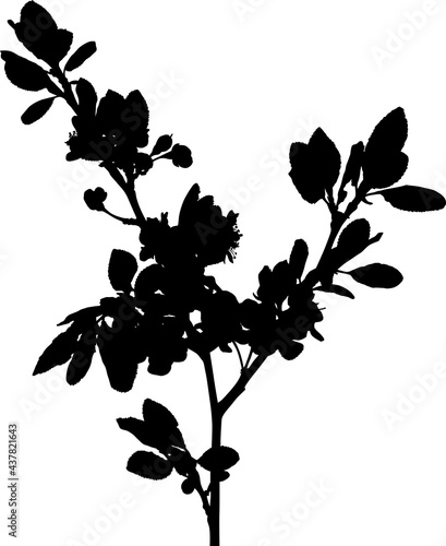 plum tree large branch black isolated outline