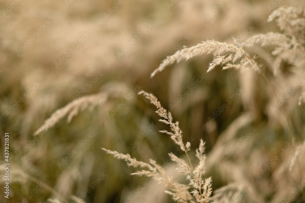 dry blade of grass in the field in autumn at sunlight yellow background dry blade of grass in the field in autumn at sunlight yellow background