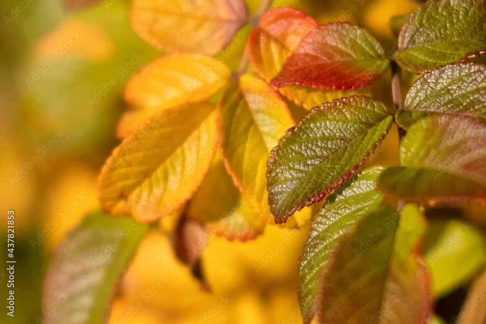 Colorful yellow, red and green leaves of dogrose at fall season Colorful yellow, red and green leaves of dogrose at fall season