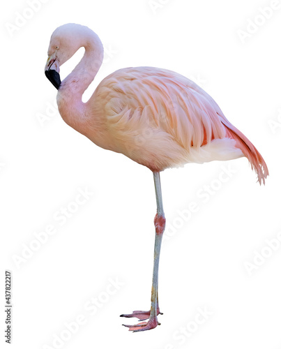 standing fine pink flamingo isolated on white