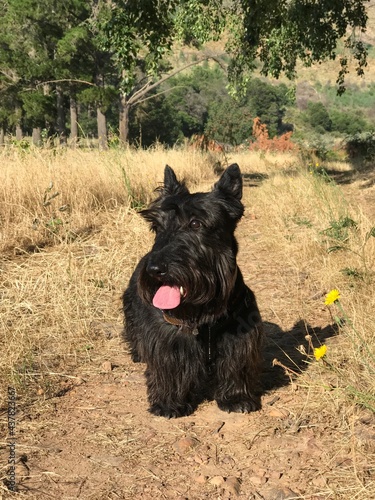 Konstfotografi Scottish terrier dog surrounded by nature