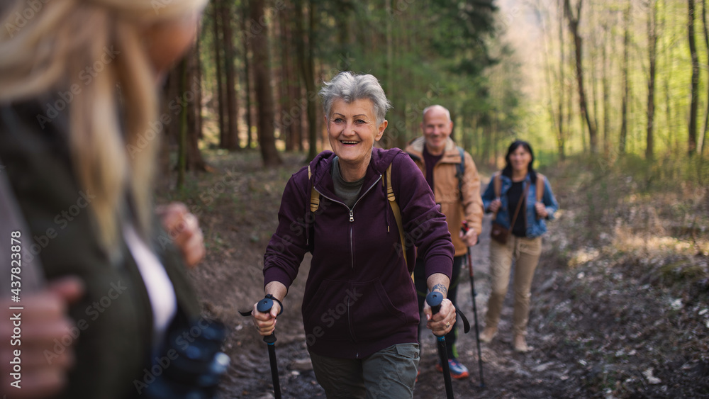 Group of seniors hikers outdoors in forest in nature, walking. - obrazy, fototapety, plakaty 