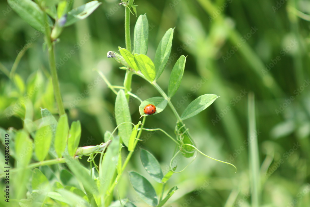Red ladybug on common vetch green leaves closeup view Red ladybug on common vetch green leaves closeup view