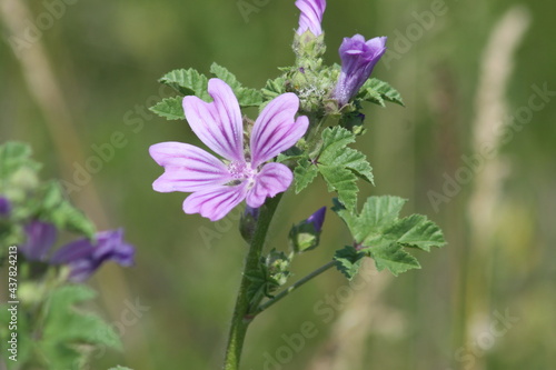 Common mallow in bloom closeup view of it