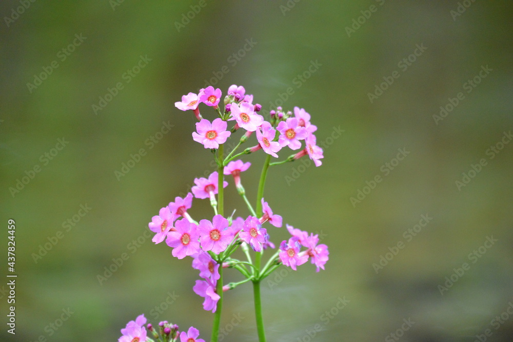 北海道の春、川縁に咲くクリンソウ、Japanese Primrose. 北海道の春、川縁に咲くクリンソウ、Japanese Primrose.