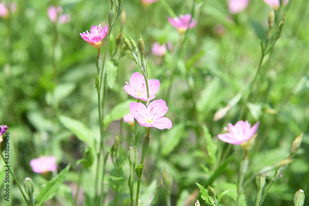 Fototapeta premium ピンク色の草花