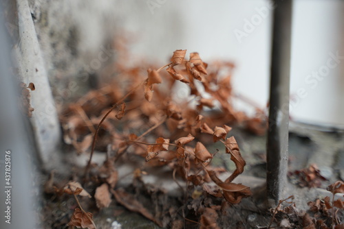 Dry dead leaves on the metal window frame of a balcony  © Yasin