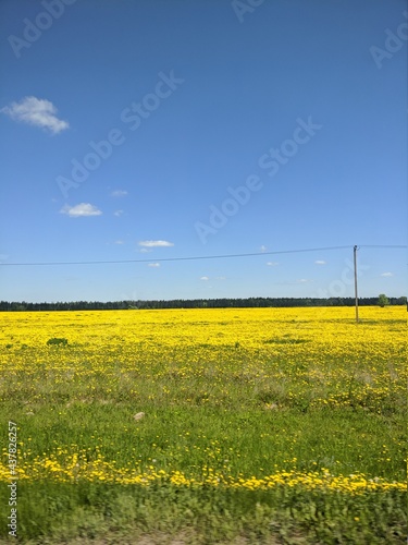yellow dandelions field.
