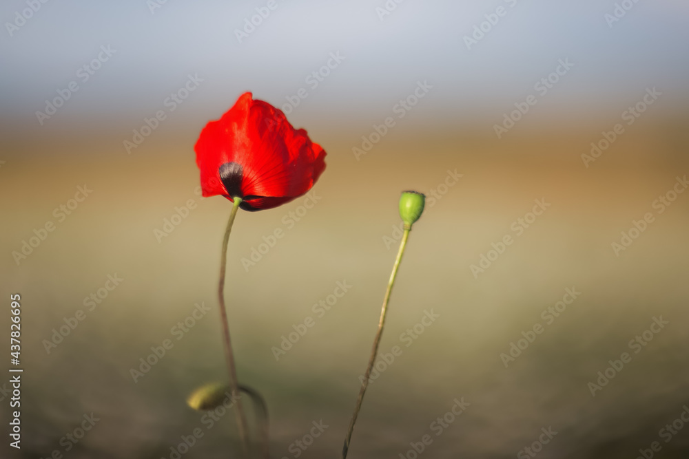 Obraz premium Red poppy close-up on a blurry background with copy space. Background flowers.
