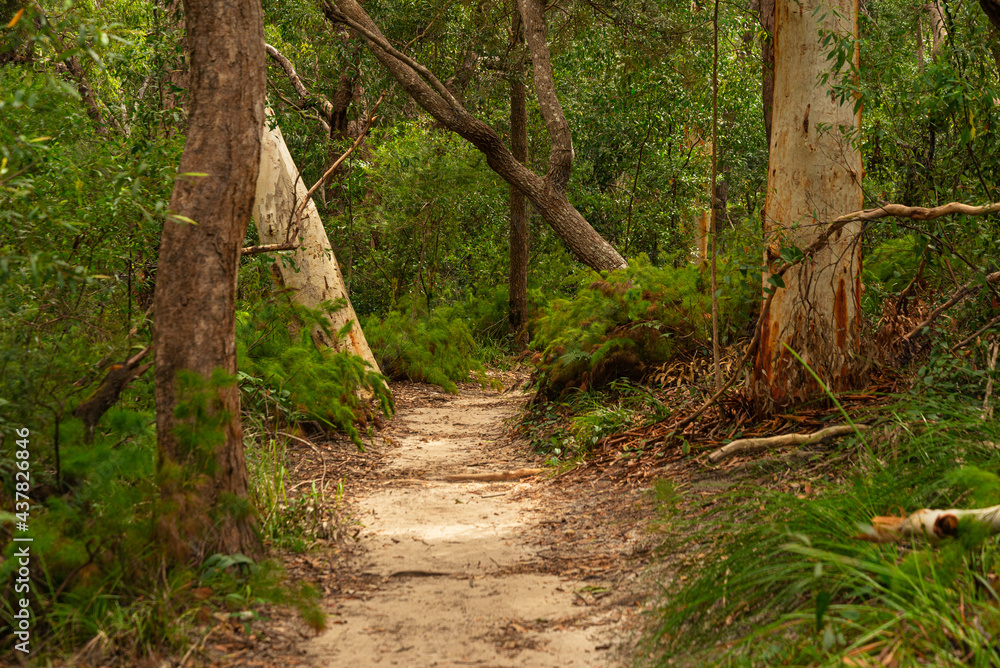 Forest Trail scene on Summer at Day Time. Nature Concept Forest Trail scene on Summer at Day Time. Nature Concept