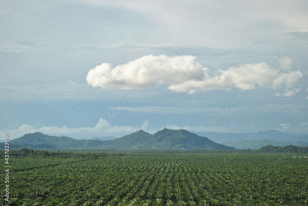 Palm Oil and Mountain