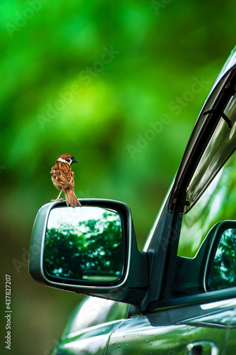 A sparrow bird is perching on the side mirror.