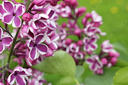 beautiful purple lilac in the garden, on a green blurred background