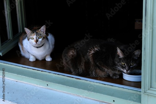 Chats assis sur le rebord d'une fenêtre photo