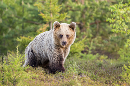Brown bear, ursus arctos, walking through a moorland with copy space. Animal wildlife in green wilderness. Mammal predator with blurred background from side view.
