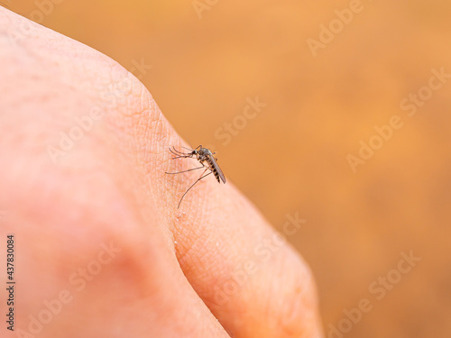 macro shot of a mosquito on the hand