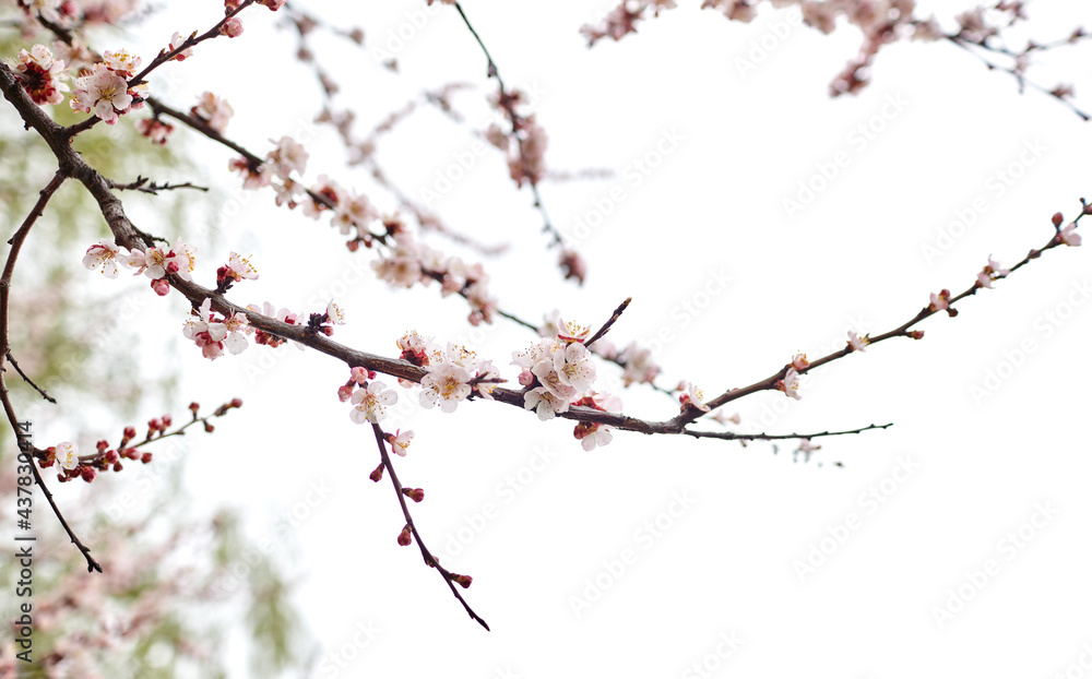 Beautiful white apricot blossom at park. Flowering apricot tree. Fresh spring background on nature outdoors. Soft focus image of blossoming flowers in spring time Beautiful white apricot blossom at park. Flowering apricot tree. Fresh spring background on nature outdoors. Soft focus image of blossoming flowers in spring time