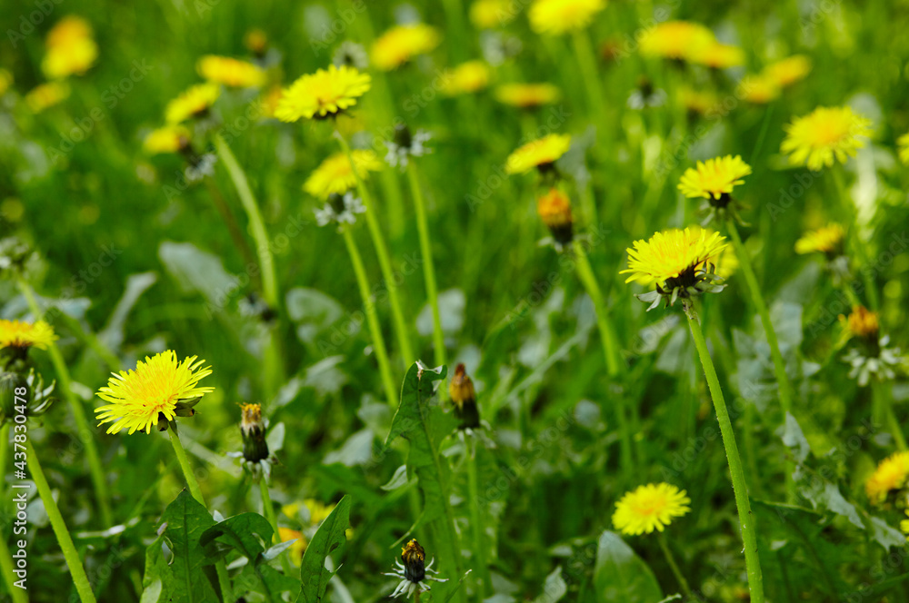 Green field with yellow dandelions in spring. Closeup of yellow spring flowers on the ground Green field with yellow dandelions in spring. Closeup of yellow spring flowers on the ground