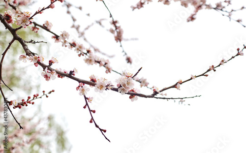 Beautiful white apricot blossom at park. Flowering apricot tree. Fresh spring background on nature outdoors. Soft focus image of blossoming flowers in spring time © supersomik