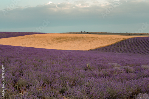 Lavender flower field, Blooming purple fragrant lavender flowers. Growing lavender swaying in the wind, harvesting, perfume ingredient, aromatherapy