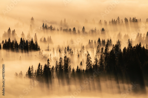 Tranquil nature scenery with trees peeking out of fog and casting long shadows. Peaceful moment in autumn mountains at sunrise. Sun shining through a mist covering woodland.