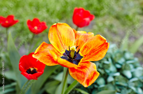 Beautiful tulip flowers blooming in a garden. Beauty tulip plant in the spring garden in rays of sunlight in nature. Blur background with bokeh image  selective focus