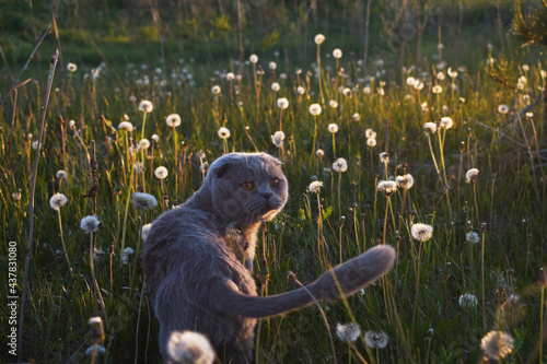 gray Fold-up Shotand cat walks along the beach among dandelions
 photo