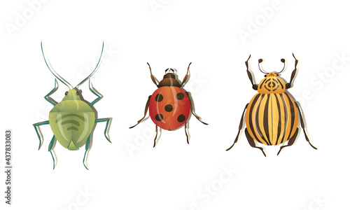 Bugs and Beetle as Coleoptera Insects with Elytra Vector Set © Happypictures