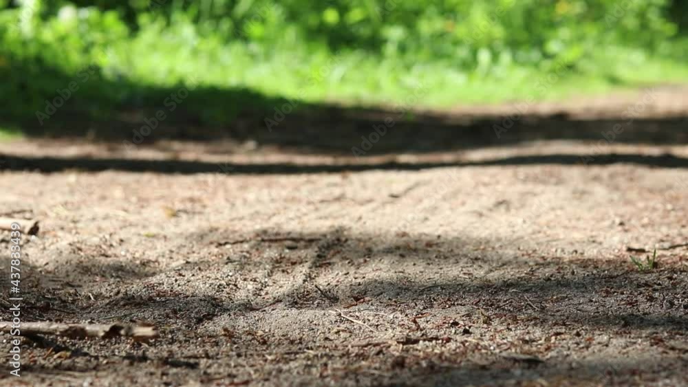 A man rides a bicycle through the forest. A man rides a bicycle through the forest.