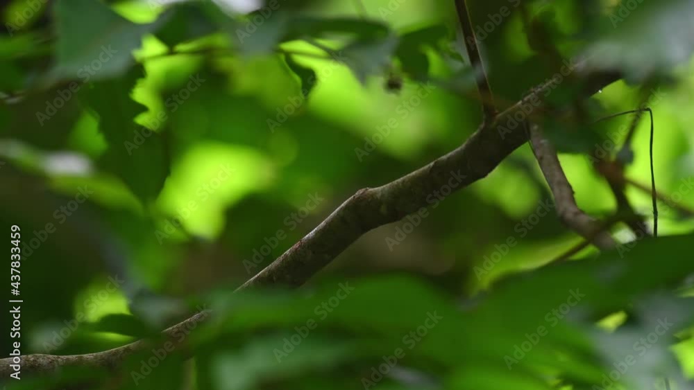 Black-and-yellow Broadbill, Eurylaimus ochromalus, Kaeng Krachan National Park; perched within the foliage deep in the forest facing to the right then flies away leaving the leaves around shaking. Black-and-yellow Broadbill, Eurylaimus ochromalus, Kaeng Krachan National Park; perched within the foliage deep in the forest facing to the right then flies away leaving the leaves around shaking.