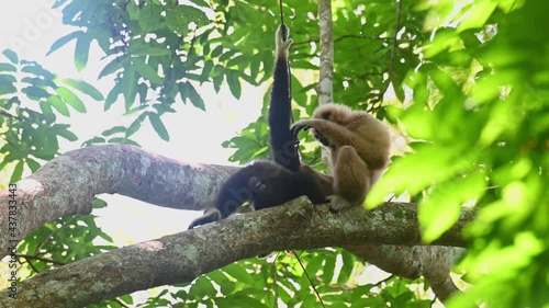 White-handed Gibbon, Hylobates lar, Kaeng Krachan National Park, Thailand; female lying on a big branch colour black holding a vine to balance, male grabs the vine and grooms her with loving care. photo