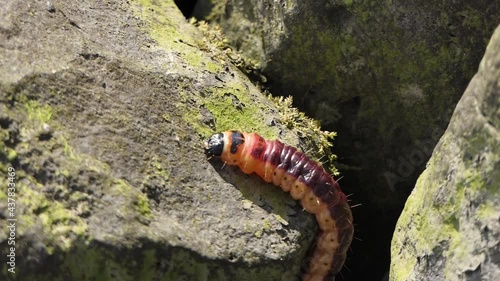 Willow Drill Caterpillar climbs on a rock and crawls past. Close-up photo