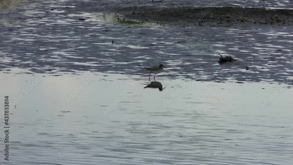 Redshank searches for food along the water in the mud. Reflection of the bird in the water Redshank searches for food along the water in the mud. Reflection of the bird in the water