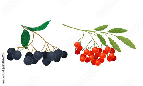 Black and Red Currant Branch with Berries and Green Fibrous Leaves Vector Set