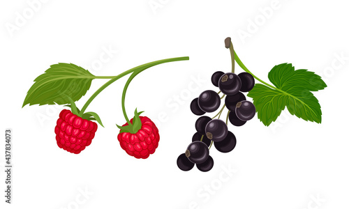 Black Currant and Raspberry Branch with Berries and Green Fibrous Leaves Vector Set