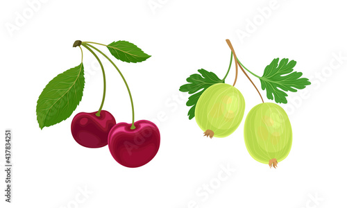 Cherry and Gooseberry Branch with Berries and Green Fibrous Leaves Vector Set