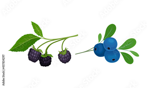 Blackberry and Blueberry Branch with Berries and Green Fibrous Leaves Vector Set