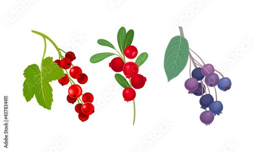 Red Currant and Cranberry Branch with Berries and Green Fibrous Leaves Vector Set