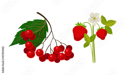 Strawberry and Currant Branch with Berries and Green Fibrous Leaves Vector Set