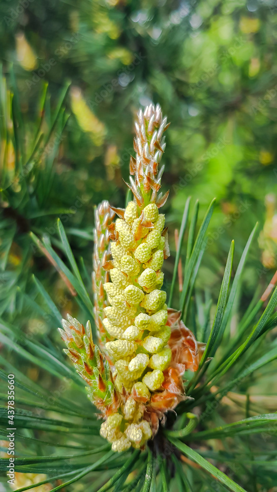 Inflorescence of a fluffy young blooming pine cone. Flowering mediterranean pine on springtime. Inflorescence of a fluffy young blooming pine cone. Flowering mediterranean pine on springtime.